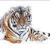 siberian tiger
